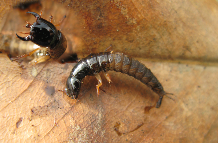 larva da identificare - Stafilinide